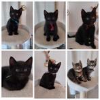 Lieve kittens Chartreux X Europese korthaar, Dieren en Toebehoren, Katten en Kittens | Overige Katten, Meerdere dieren, Kortharig