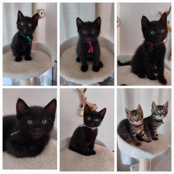Lieve kittens Chartreux X Europese korthaar beschikbaar voor biedingen