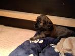 Golden doodle pups F3 medium, Nederland, CDV (hondenziekte), 8 tot 15 weken, Meerdere