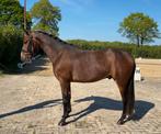 Knappe 3 jarige kwpn ruin E pony, Dieren en Toebehoren, Pony's