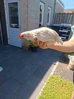 Witte haan, Dieren en Toebehoren, Mannelijk, Kip