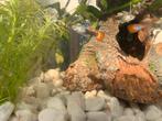 Guppy’s/guppen, Dieren en Toebehoren, Vis