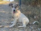 Pup Zita een lief, speels en vrolijk meisje., Dieren en Toebehoren, Particulier, Rabiës (hondsdolheid), 15 weken tot 1 jaar, Buitenland