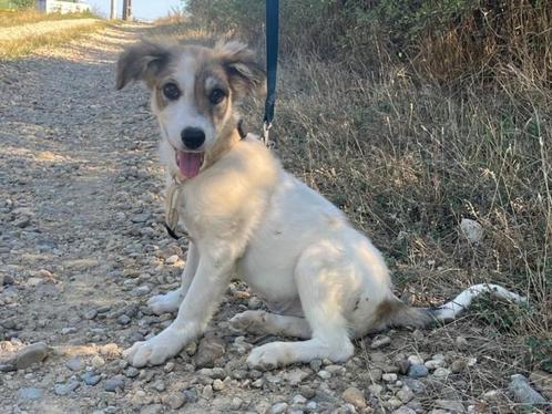 Pup Zita een lief, speels en vrolijk meisje., Dieren en Toebehoren, Honden | Niet-rashonden, Middel, Teef, Particulier, Eén hond