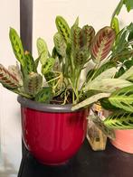 Mooie Maranta Leuconeura (Gebedsplant) in pot, Huis en Inrichting, Kamerplanten, Ophalen, Overige soorten, Halfschaduw, In pot
