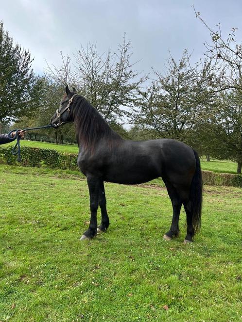 friese paarden, Dieren en Toebehoren, Paarden, Meerdere dieren, L, 165 tot 170 cm, 3 tot 6 jaar, Dressuurpaard, Met stamboom, Gechipt