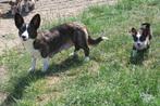 Knappe vrolijke Welsh Corgi Cardigan pups, Dieren en Toebehoren, Honden | Herdershonden en Veedrijvers, Nederland, Overige rassen