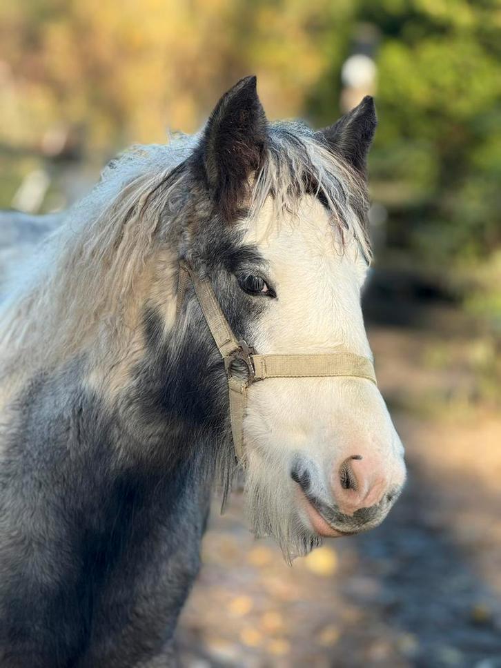 Mooi irish cob/tinker merrieveulen, Dieren en Toebehoren, Pony's, Merrie, 0 tot 2 jaar, Met stamboom, Gechipt, Ontwormd