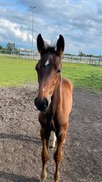 Te koop: Bruin hengstveulen springgefokt, Dieren en Toebehoren, Paarden, Springpaard, Minder dan 160 cm, Niet van toepassing, 0 tot 2 jaar