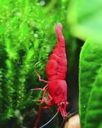 Bloody mary neocaridina garnalen hoge kwaliteit!, Kreeft, Krab of Garnaal, Zoetwatervis, Schoolvis