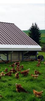 Kippenkar huehnermobil, Meerdere dieren, Kip
