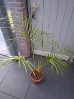 Areca Palm in Pot, Ophalen, Palm, Halfschaduw, In pot