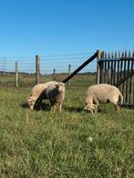 Drie mooie ouessant ooien zoeken een goed thuis, Dieren en Toebehoren, Vrouwelijk, Schaap
