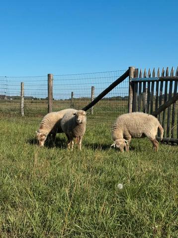 Drie mooie ouessant ooien zoeken een goed thuis beschikbaar voor biedingen