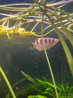 Schuttersvis, Dieren en Toebehoren, Vis