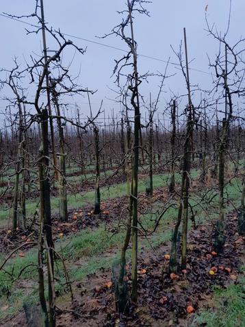 Oude appelbomen  beschikbaar voor biedingen