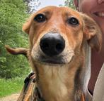 Prachtige Lurcher-teefje zoekt een, Dieren en Toebehoren, Honden | Windhonden, Rabiës (hondsdolheid), Overige rassen, 1 tot 2 jaar