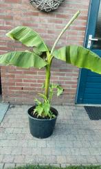Bananenplant, Tuin en Terras, Planten | Tuinplanten, Ophalen, Overige soorten, Volle zon