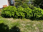 Hydrangae 5 stuks witte bollen, Tuin en Terras, Planten | Struiken en Hagen, Ophalen of Verzenden, Overige soorten