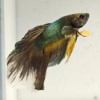 Betta splendens man 60, Vis