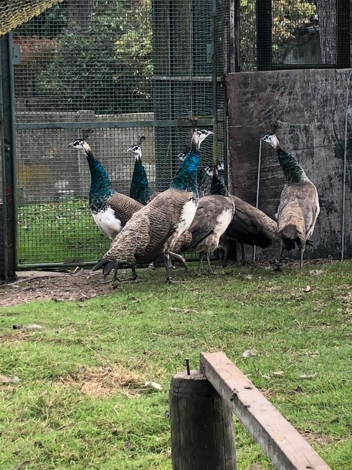 Blauwe pauwen, Dieren en Toebehoren, Pluimvee, Overige soorten, Meerdere dieren
