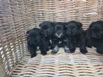 Lieve puppy's Pomeriaan x Boomer🐶🖤, Dieren en Toebehoren, Overige rassen, 8 tot 15 weken, Meerdere, Meerdere dieren