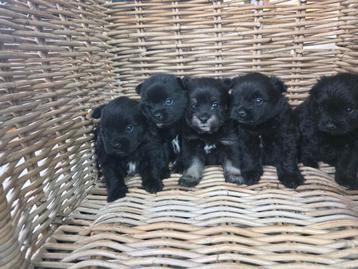 Lieve puppy's Pomeriaan x Boomer🐶🖤 beschikbaar voor biedingen