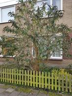 Vlinderstruik 2x, GRATIS, Overige soorten, 100 tot 250 cm, Zomer, Ophalen