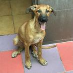 ACE: Moreno, een grappig hondje dat je laat lachen!, Dieren en Toebehoren, Particulier, Rabiës (hondsdolheid), 15 weken tot 1 jaar