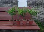 Winterharde palmbomen (Trachycarpus fortunei) te koop, In pot, Minder dan 100 cm, Volle zon, Bloeit niet