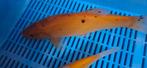 Goudzeelt (Tinca tinca auratus), Overige soorten