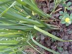 Mooie jonge volwassen prei plantjes 0.15 per stuk, Ophalen of Verzenden, Zomer, Overige soorten, Volle zon