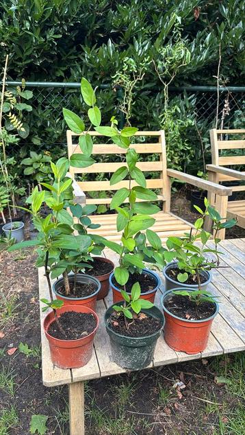 Kamperfoelie- plantjes beschikbaar voor biedingen