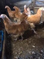 Te koop jonge Orpington hanen 13 hanen, Dieren en Toebehoren, Kip, Mannelijk