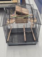 Vogelhuis, Mannelijk, Postduif