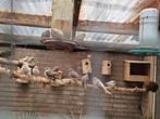 Zebra vinken en diamand duiven te koop, Dieren en Toebehoren, Meerdere dieren, Tropenvogel