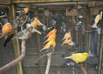 Kanaries, Dieren en Toebehoren, Meerdere dieren, Kleurkanarie