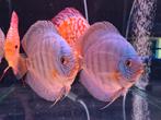 Discus Reflection D Kweekkoppel - Siner - Koidreams, Dieren en Toebehoren, Vissen | Aquariumvissen, Vis, Zoetwatervis