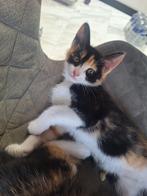 Lieve, sociale lapjes kittens (per direct op te halen), Dieren en Toebehoren, Katten en Kittens | Overige Katten, Poes, 0 tot 2 jaar