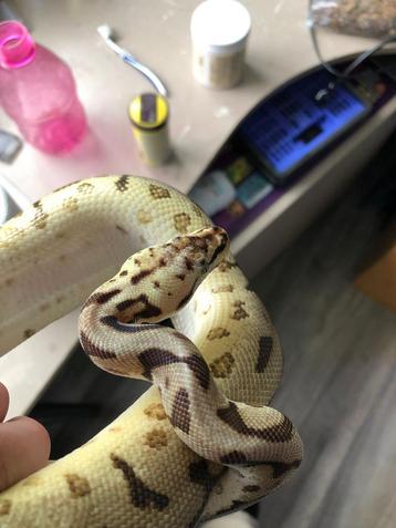Bal python beschikbaar voor biedingen