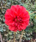 zaden felrrode bol-Dahlia, Ophalen of Verzenden, Voorjaar, Volle zon, Zaad