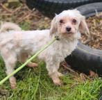 Hugo zoekt baasje, Dieren en Toebehoren, Honden | Chihuahua's en Gezelschapshonden, Maltezer, Particulier, Reu, 1 tot 2 jaar