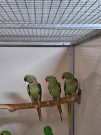 Koppel Alexanderparkieten wildkleur met jong., Dieren en Toebehoren, Vogels | Parkieten en Papegaaien, Meerdere dieren, Parkiet