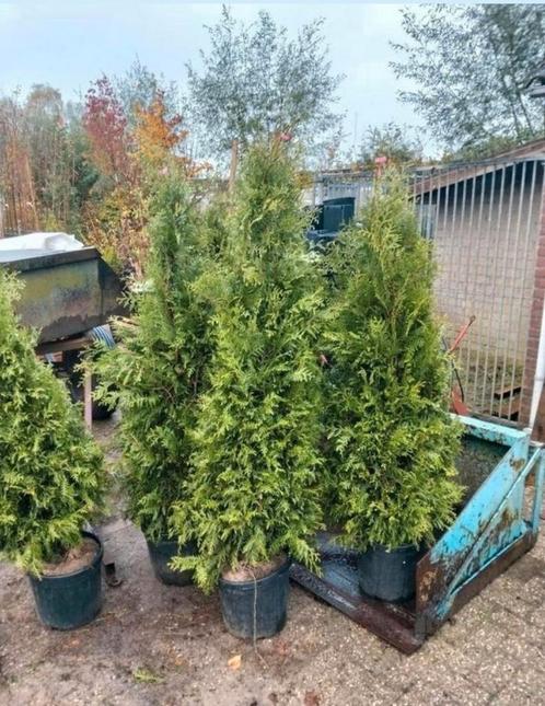 Thuja brabant, Tuin en Terras, Planten | Struiken en Hagen, Laurier, 100 tot 250 cm, Ophalen