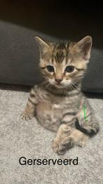 5 mooie half britse en. Halfbengaalse kittens te koop!, Dieren en Toebehoren, Katten en Kittens | Raskatten | Korthaar, Meerdere dieren