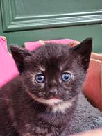 kitten te koop, Dieren en Toebehoren, Katten en Kittens | Overige Katten, Poes, Kortharig