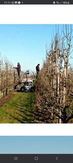 Gevraagd boomgaard snoeiers