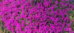Delosperma cooperi prachtige bloeier, Zomer, Vaste plant, Bodembedekkers, Ophalen