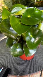 Pepenolia  Polybot raindrop, Ophalen, Overige soorten, Minder dan 100 cm