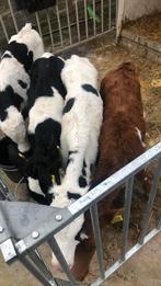 Vaarkalveren kalveren kalfjes, Dieren en Toebehoren, Vrouwelijk, 0 tot 2 jaar